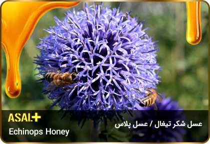 عسل-شکر-تیغال-Echinops-honey-عسل-پلاس_01
